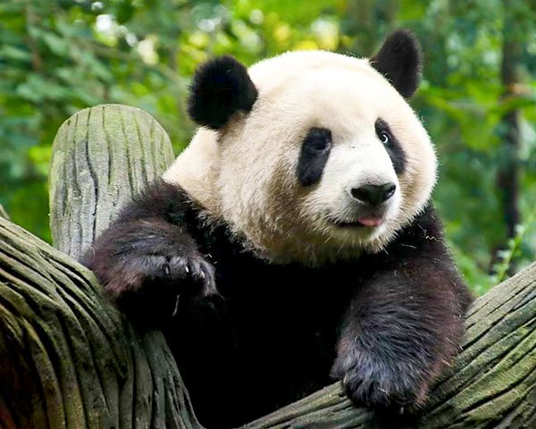 Giant panda in Chengdu