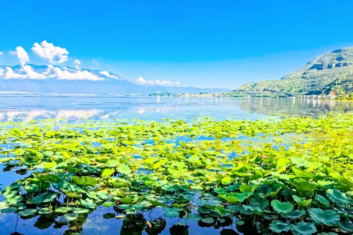 Lakeside plants and mountain scenery at Erhai Lake