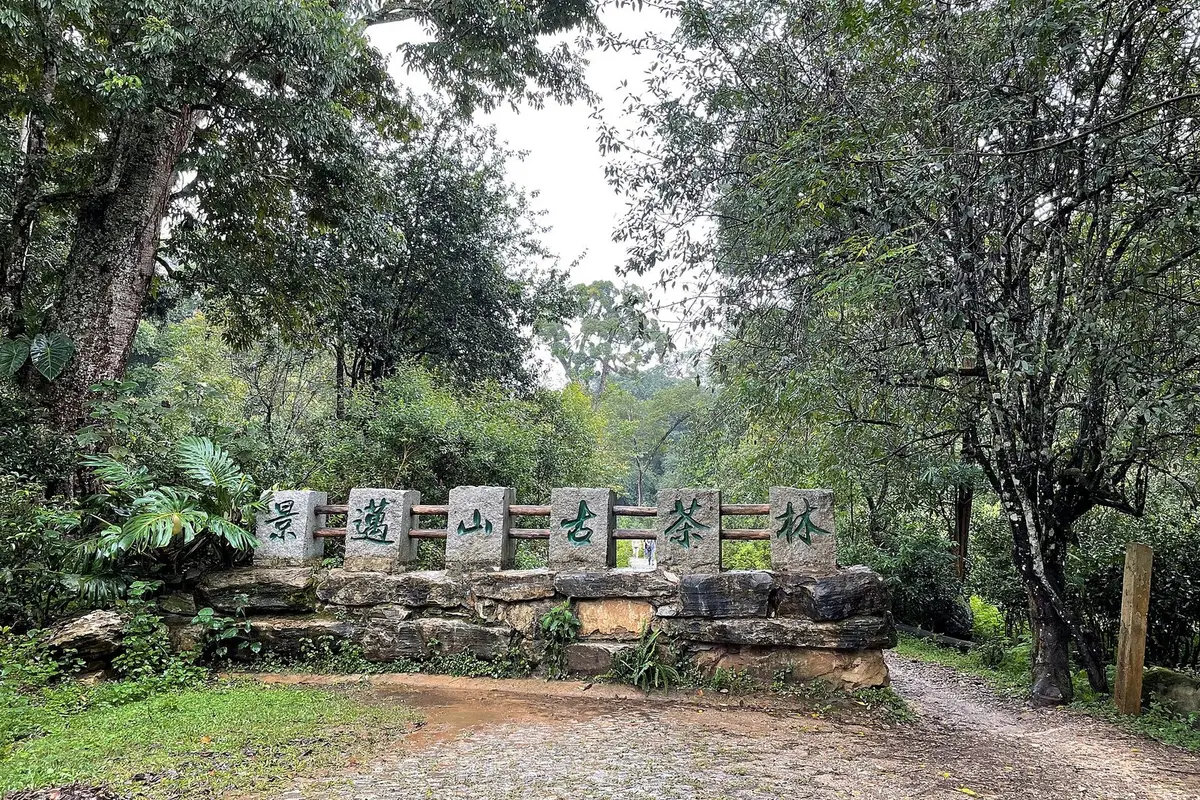 Old tea forest on Jingmai Mountain