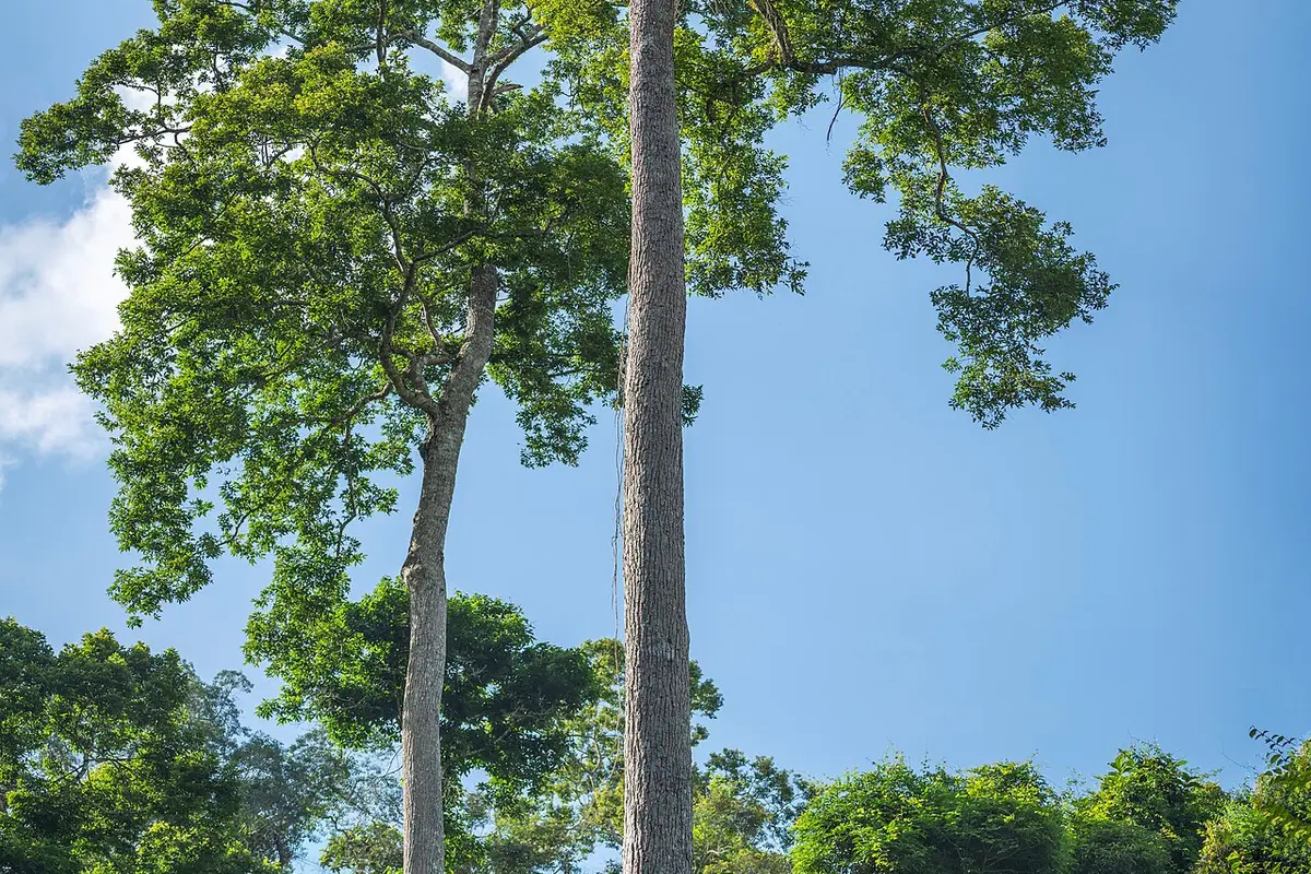 Rainforest scenery in Wild Elephant Valley