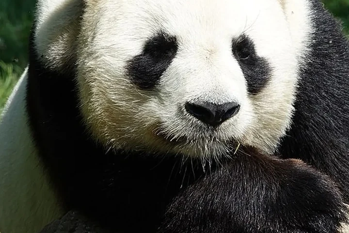 Chengdu in China