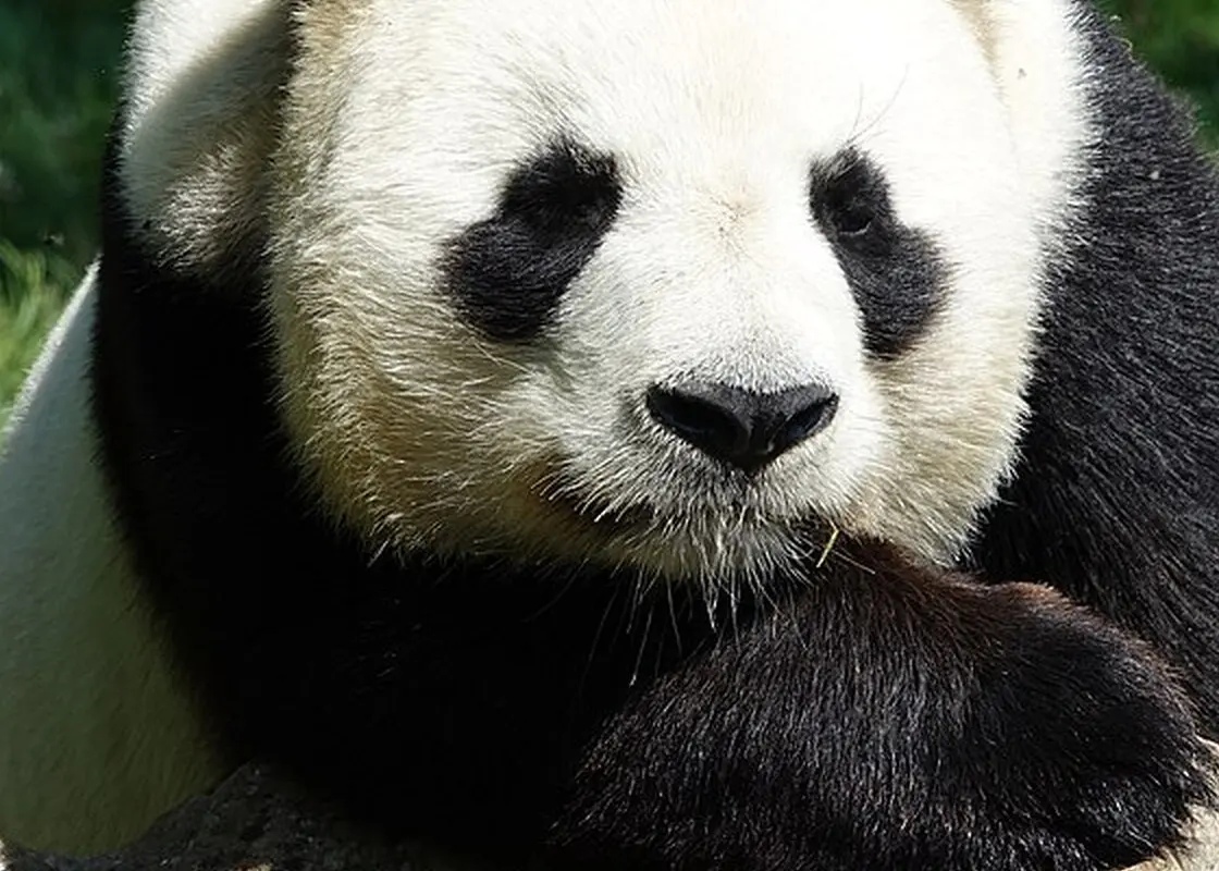 Home Clear Chengdu Panda in China