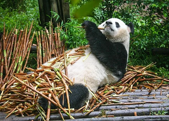 Panda Base Morning Visit — itinerary scenery