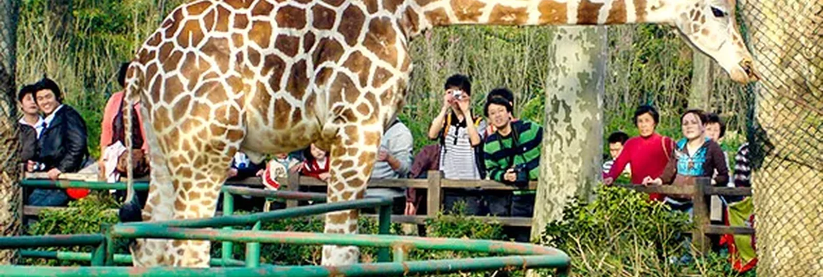 Shanghai Zoo Guide in China