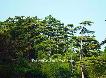 Archived spring landscape on Huangshan Mountain