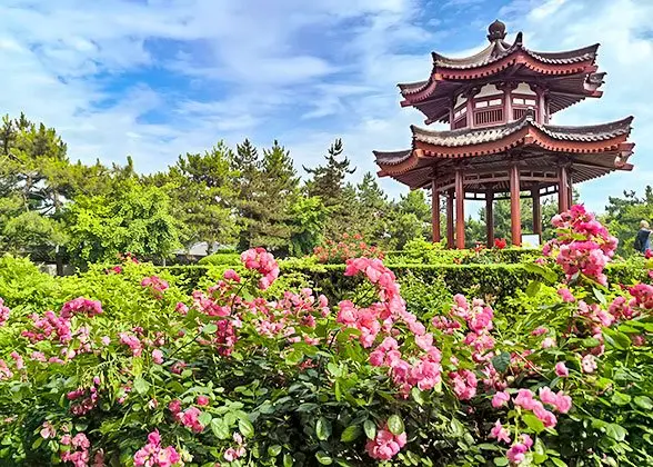 Spring flowers in Xi'an during a recommended travel season