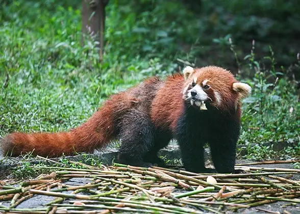 Guilin Zoo landscape, access and responsible Guilin visitor planning context
