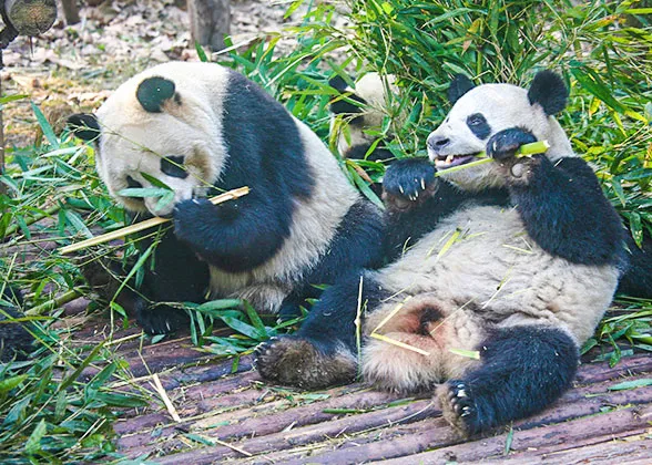 Shanghai Zoo visitor context in Shanghai