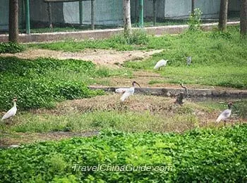 Archived crested ibis in a Hanzhong conservation setting