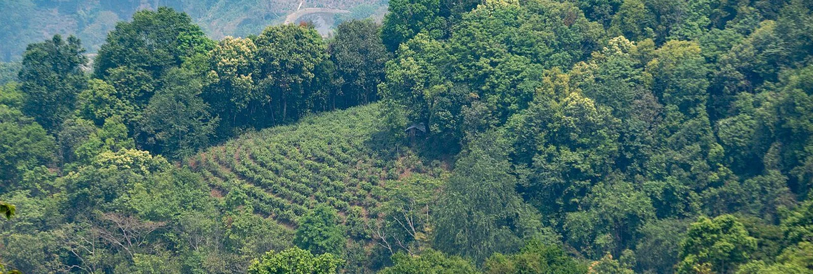 6-Day Jingmai Tea Forest & Tropical Garden in Yunnan
