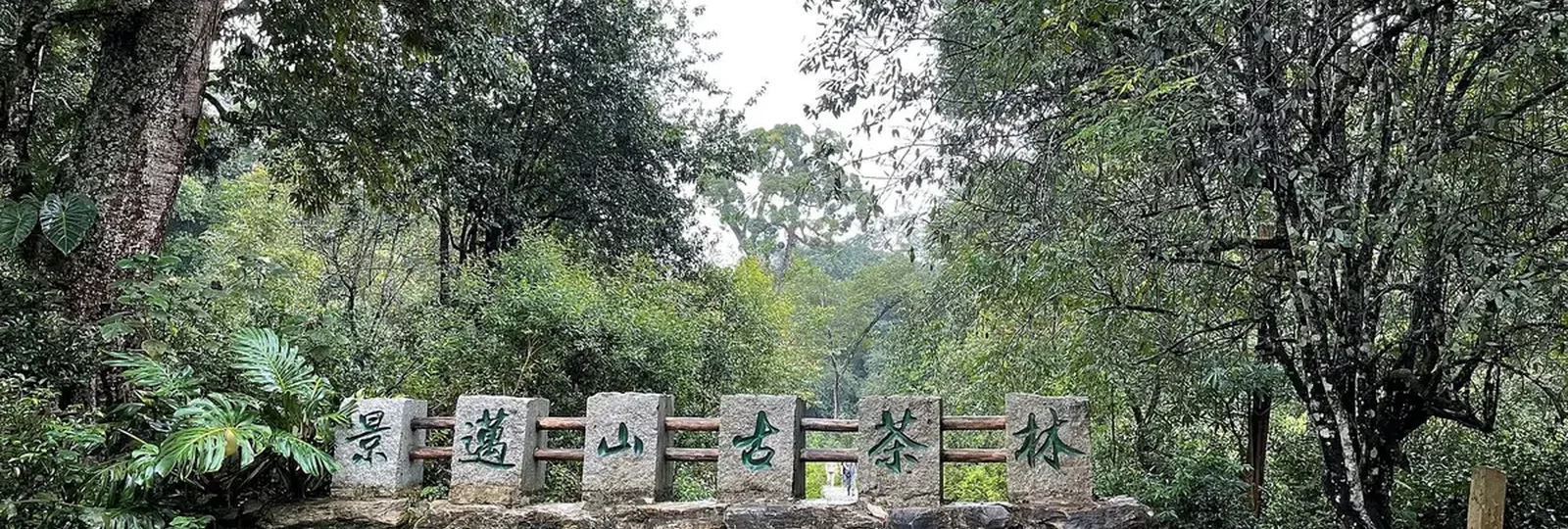 Entrance to an ancient tea forest on Jingmai Mountain