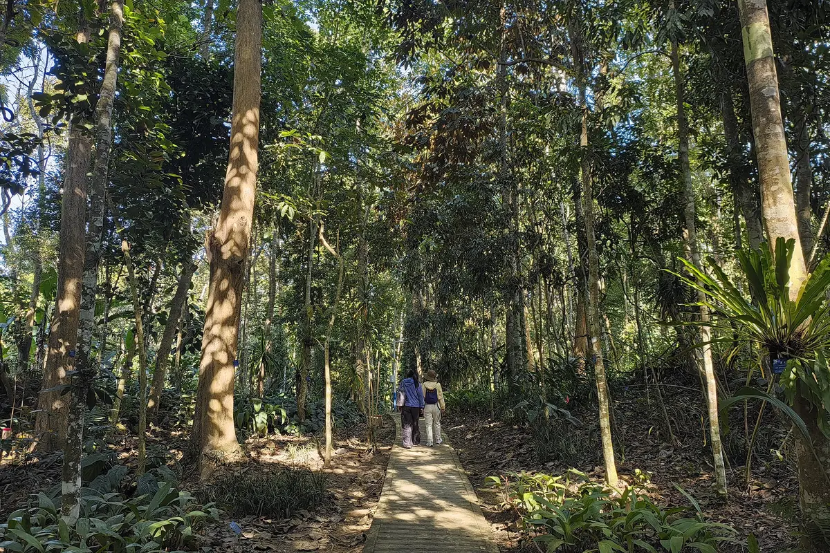 Rainforest scenery in Wild Elephant Valley