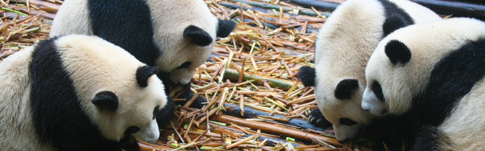 during the 7-Day Chengdu & Jiuzhaigou Nature Tour itinerary