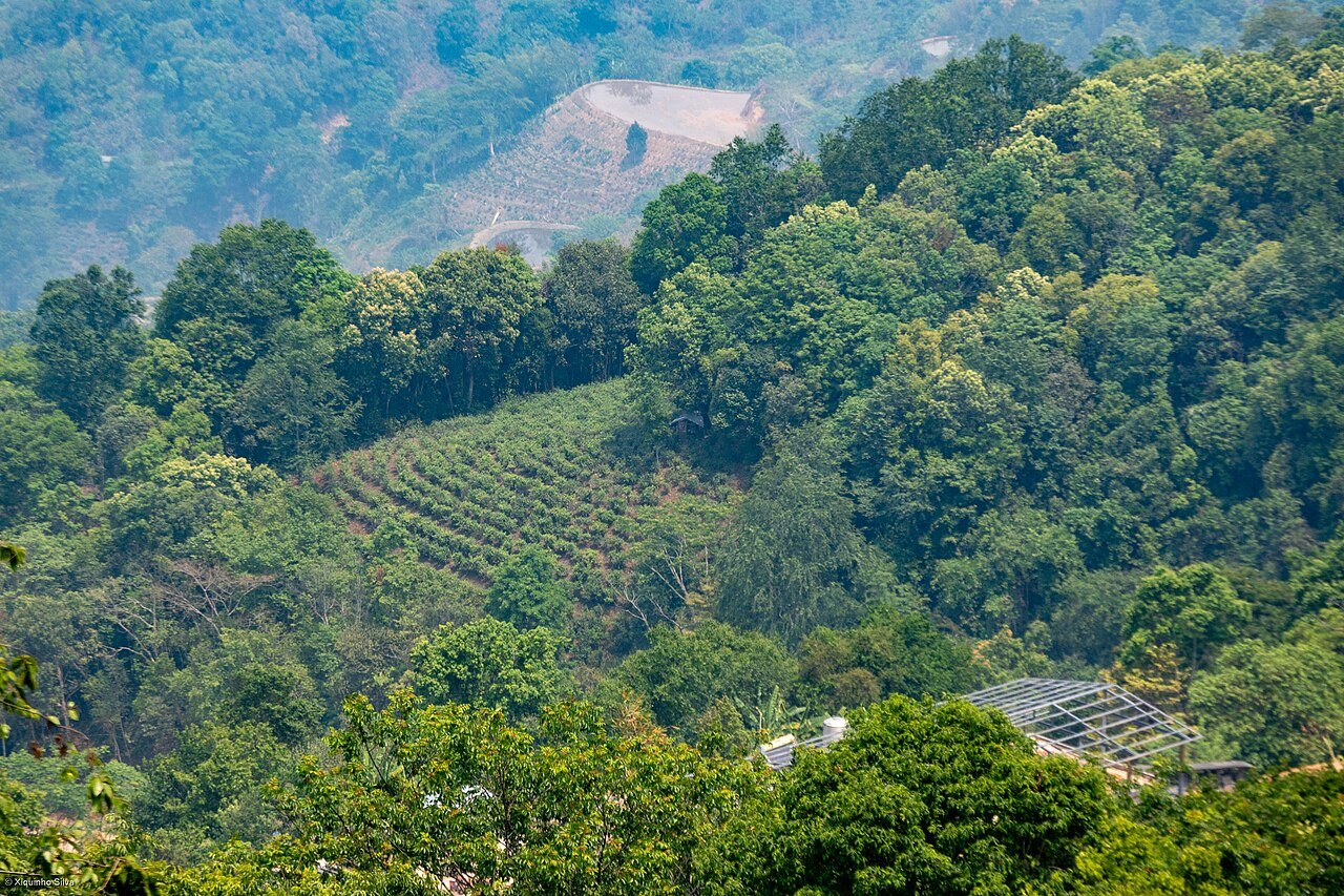 Tropical Botanical Garden during the 3-Day Classic Xishuangbanna Tour itinerary