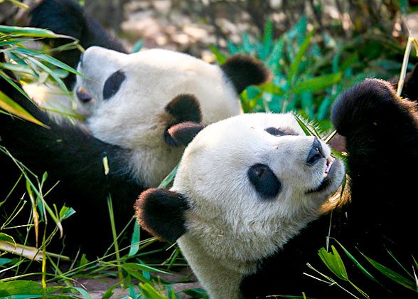  during the 7-Day Chengdu & Jiuzhaigou Nature Tour itinerary