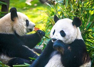 Giant pandas Giant pandas