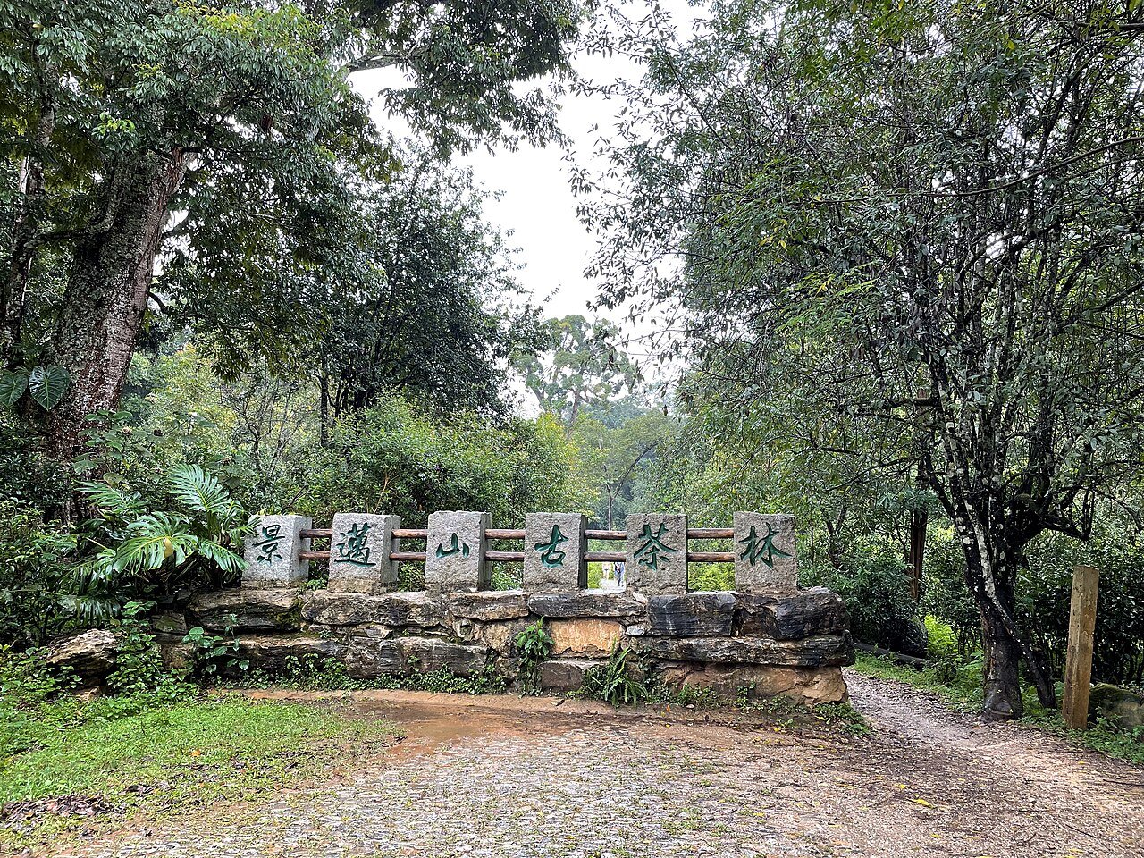 Arrival on Jingmai Mountain during the 4-Day Jingmai Family Tea Journey itinerary